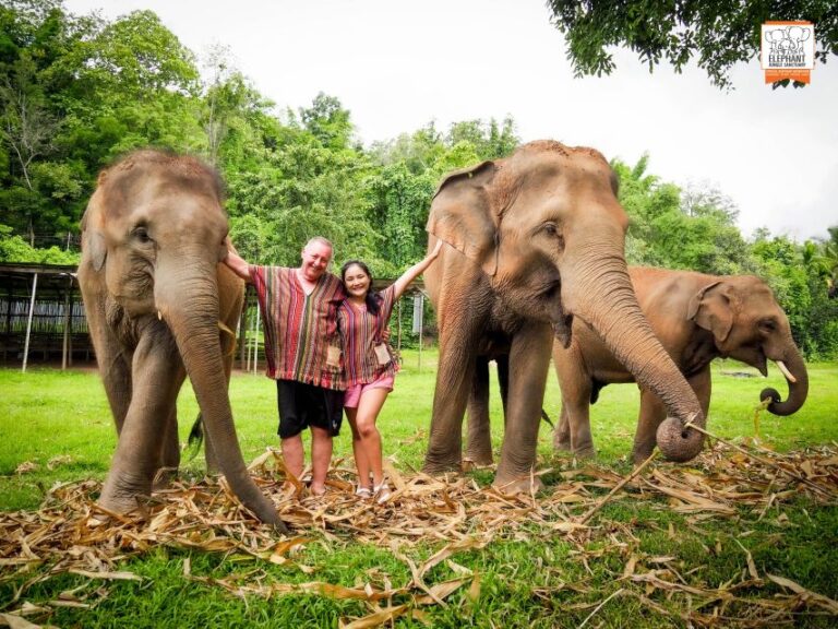 Chiang Mai: Elephant Jungle Sanctuary With Lunch & Transfer