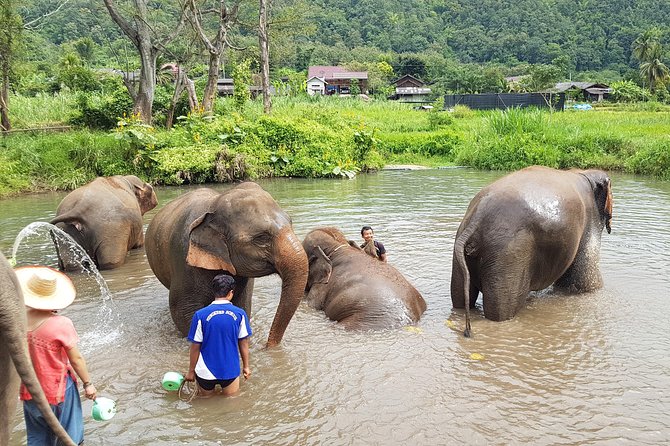 Chiang Mai Elephant Sanctuary and Temples Tour