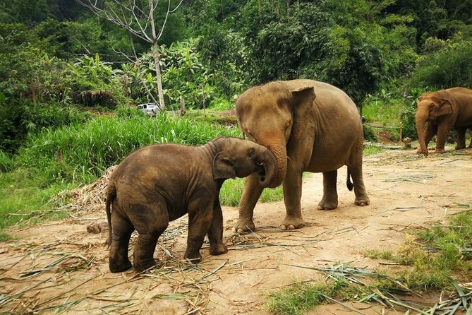 Chiang Mai Elephant Sanctuary Visit