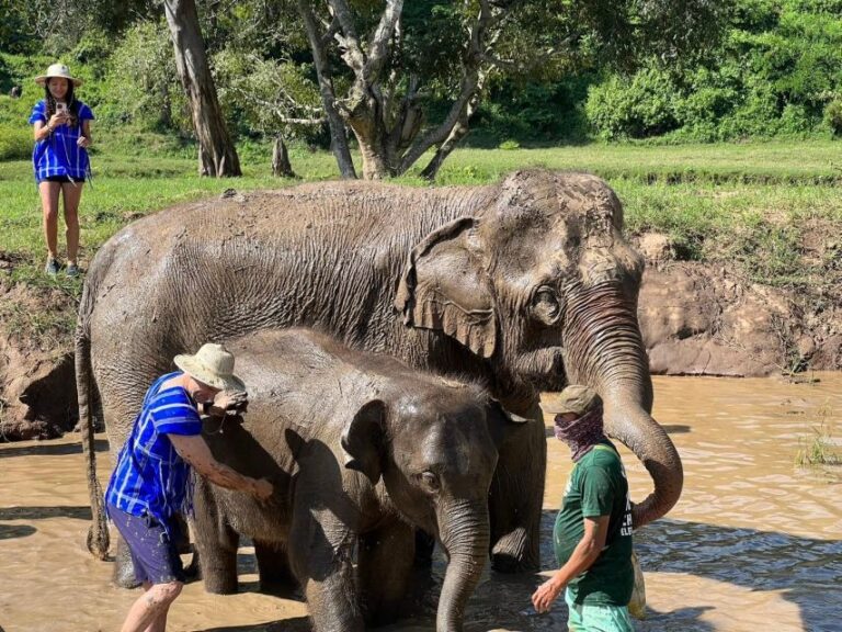 Chiang Mai: New Elephant Home Walking With Giants Tour