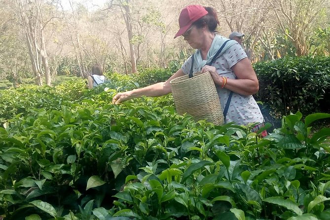 1 chiang mai private tour with tea plantation karen village doi suthep Chiang Mai Private Tour With Tea Plantation, Karen Village, Doi Suthep