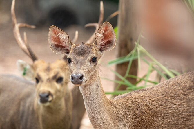 Chiangmai Night Safari Tour - Benefits of Pre-Booking