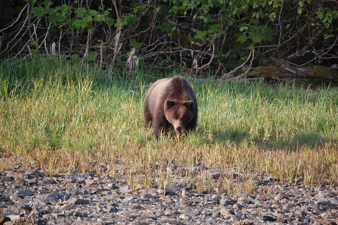 Chichagof Island Tour: Brown Bear Search