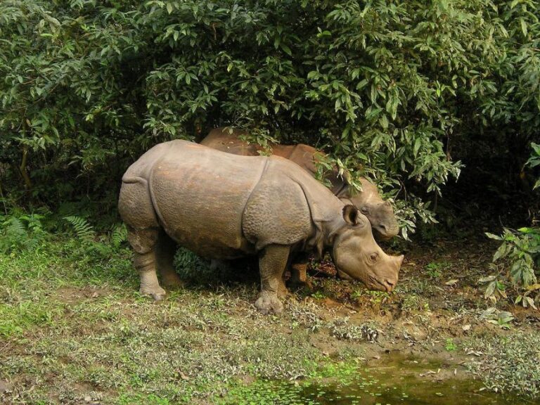Chitwan Jungle Safari 2 Nights 3 Days