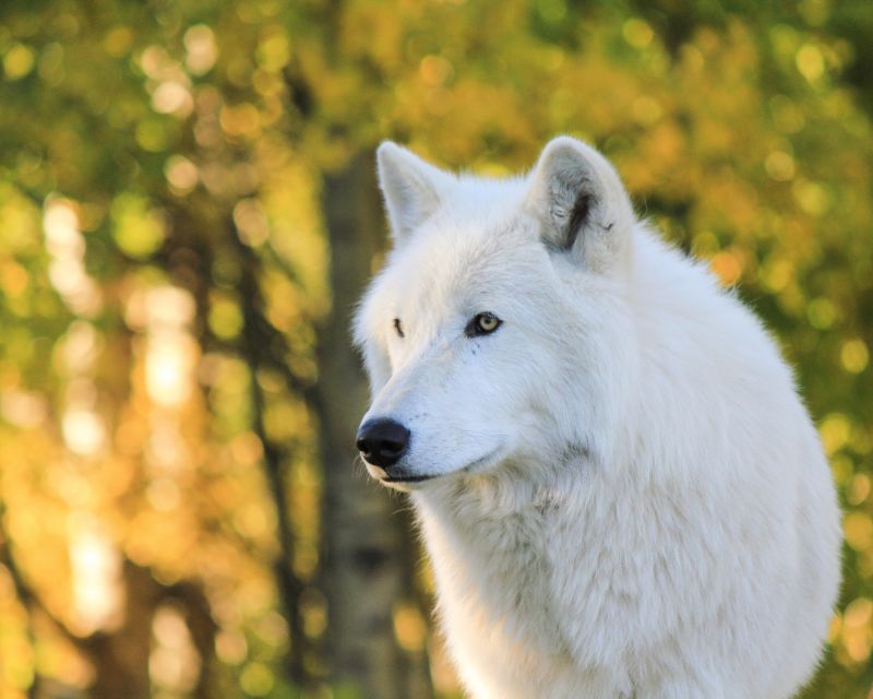 1 cochrane yamnuska wolfdog sanctuary tour Cochrane: Yamnuska Wolfdog Sanctuary Tour