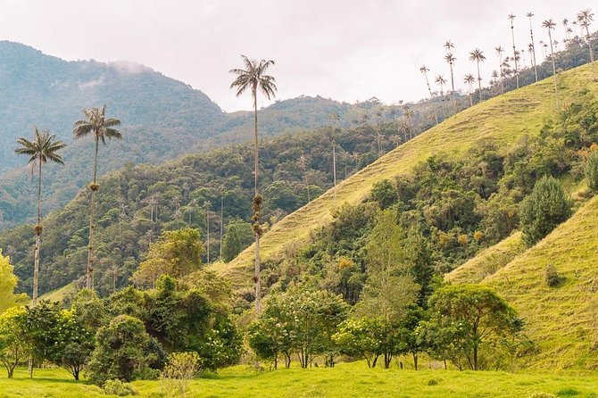 1 cocora salento and filandia tour Cocora, Salento and Filandia Tour