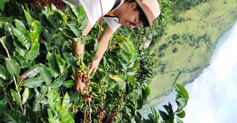 Coffee Region Colombia: Authentic Coffee Experiences