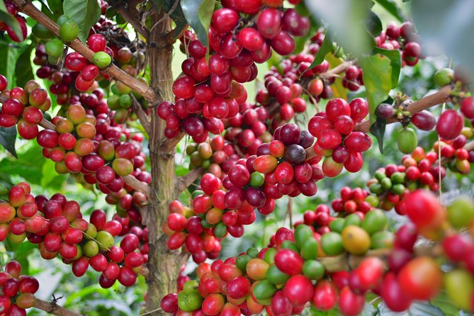 1 coffee tour at the finca del cafe Coffee Tour at the Finca Del Café