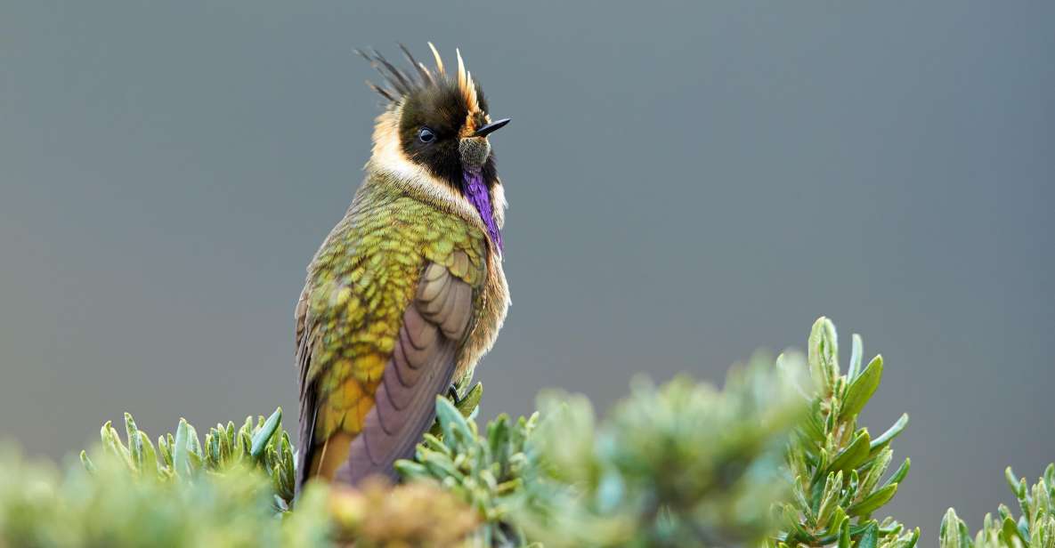 1 coffee wings 8 day birdwatching in colombia coffee region Coffee Wings: 8 Day Birdwatching in Colombia Coffee Region