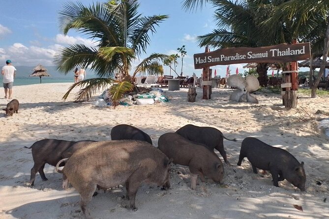 Coral And Pig Island: Koh Samui Island-Hopping Small Group Tour