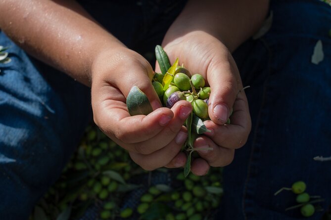 Corfu Organic Olive Oil Tasting at Family Farm - Cancellation Policy