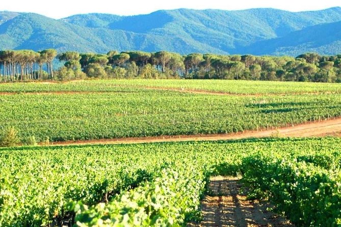 Coteaux DAix Ste Victoire Wine Tour - 8hours - Lunch at Provencal Restaurant