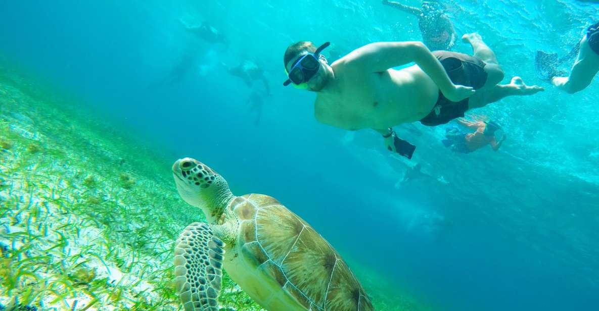 1 cozumel starfish stingrays and turtle bay snorkeling tour Cozumel: Starfish, Stingrays, and Turtle Bay Snorkeling Tour
