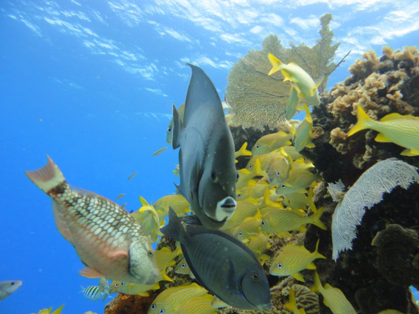 Cozumel: VIP Glass Bottom Boat & Snorkeling 3 Reefs Tour