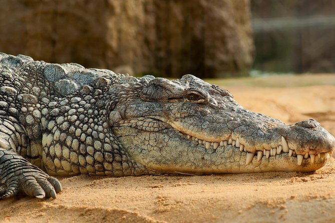 Crocoparc Tour From Agadir & Taghazout Tickets