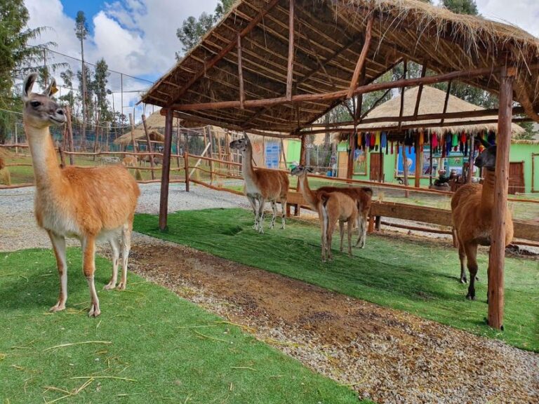 Cusco: Alpaca and Llama Farm Tour W/ Transfer & Weaving Demo