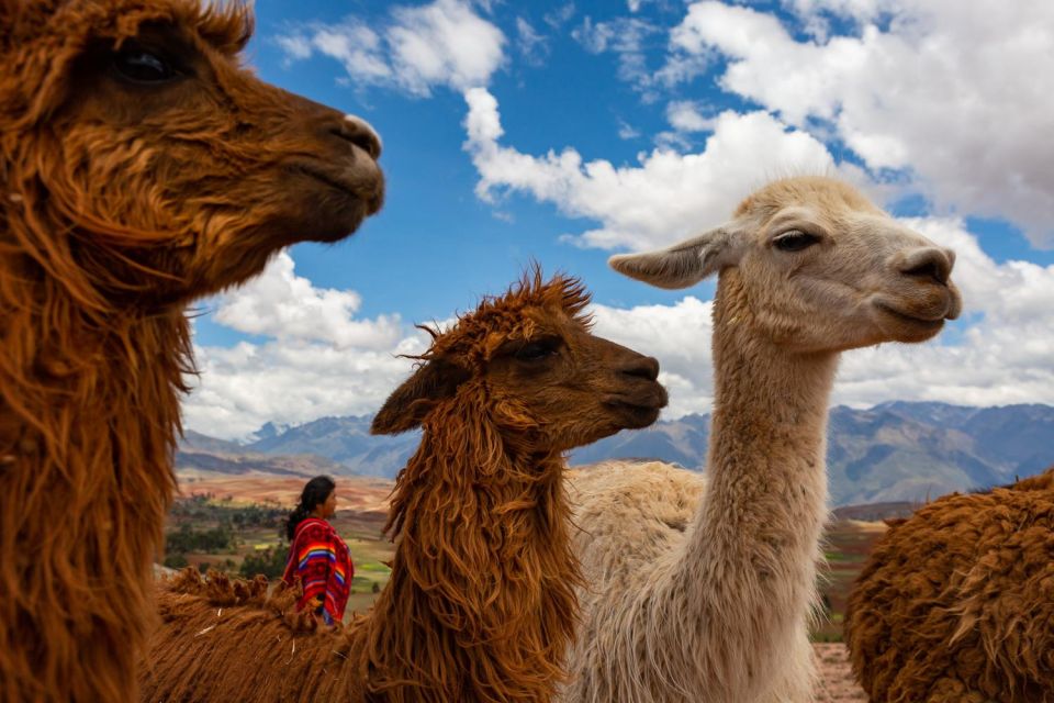 1 cusco alpaca therapy healing with clay lunch private 2 Cusco: Alpaca Therapy Healing With Clay Lunch - Private