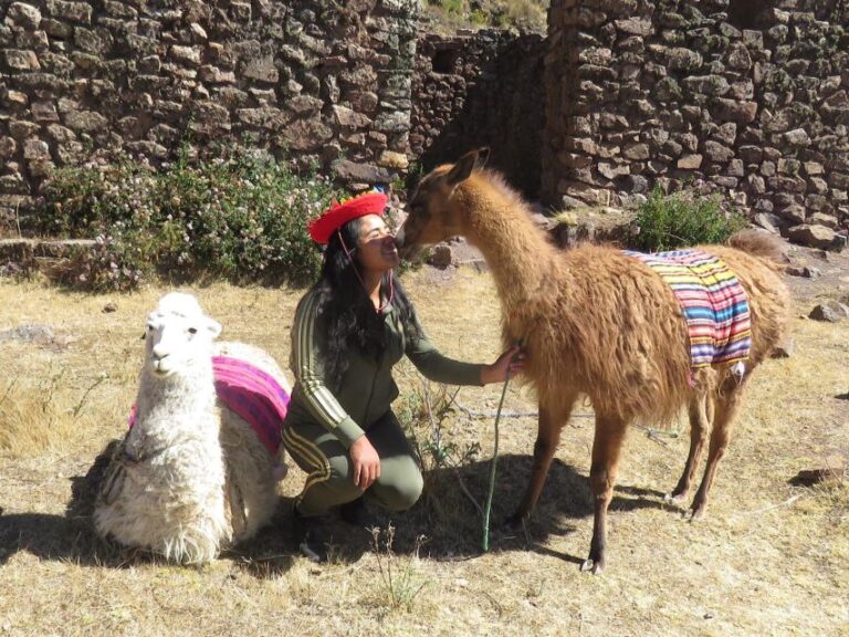 Cusco: Alpaca Therapy Healing With Clay Lunch – Private