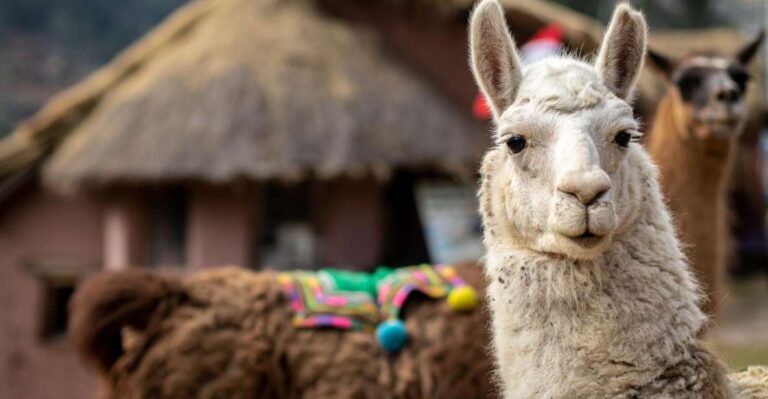 Cusco: Alpaca Therapy in the Cuyo Chico Community Half Day