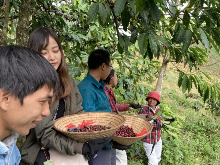 Dalat Organic Farm, Discover How to Make Specialty Coffee