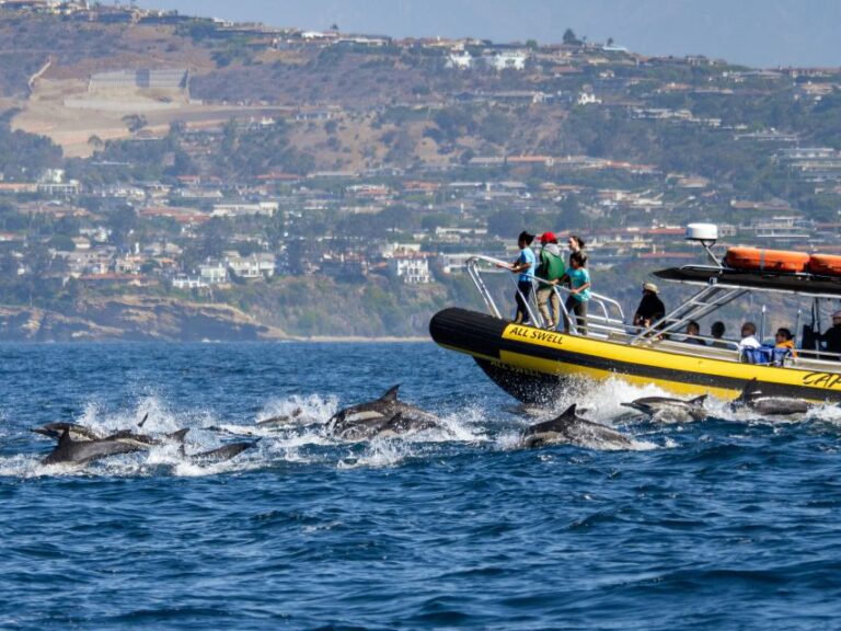 Dana Point Fast & Fun Zodiac-Style Dolphin & Whale Watching