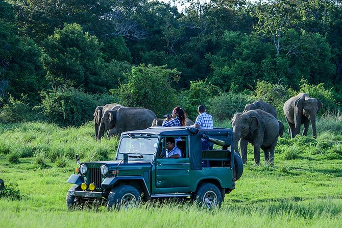 Day Excursion From Kandy to Sigiriya, Pidurangala Rock & National Park Safari