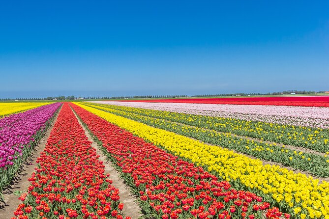 Day Trip to Famous Tulip Routes in Noordoostpolder From Amsterdam