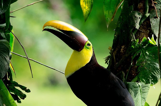 1 deluxe private bird watching tour manuel antonio Deluxe Private Bird Watching Tour Manuel Antonio