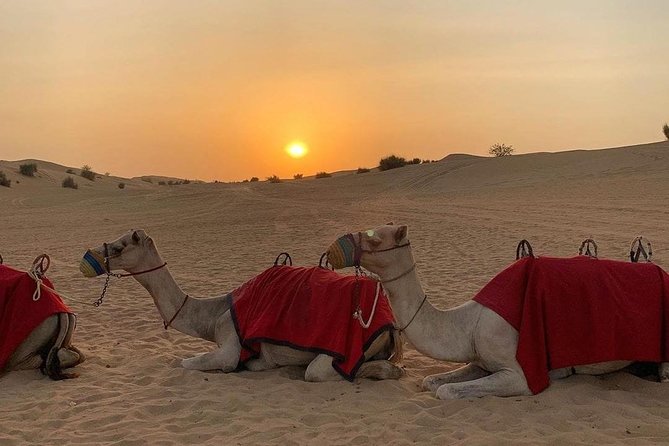 Desert Safari Dubai With Camel Ride, Sandboard, BBQ and Shows
