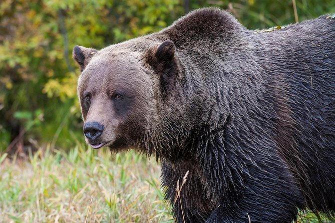 Discover Grizzly Bears From Banff