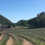 1 discover provence including avignon and luberon villages with a local guide 2 Discover Provence Including Avignon and Luberon Villages With a Local Guide