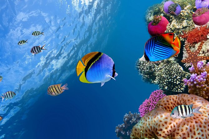 Discover Scuba Diving With 2 Dives on Koh Tao
