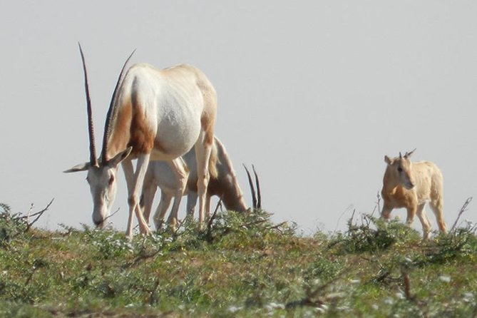 Discovery of the Souss Massa Animal Park in 4×4