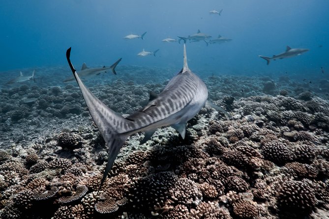 Dive With the Sharks, Moorea and Tahiti