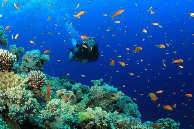 Diving (For Beginner Diver) – Pattaya