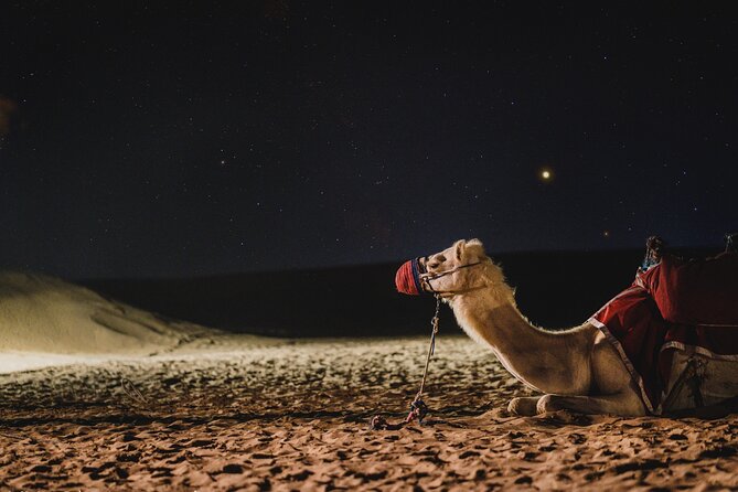 Doha : Night Desert Safari Transit Safari Camel Ride Dune Bashing