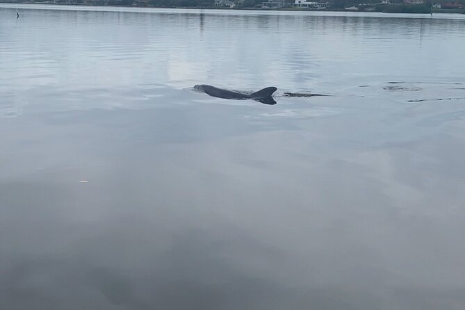 1 dolphin and manatee tour of marco island by kayak or sup Dolphin and Manatee Tour of Marco Island by Kayak or SUP