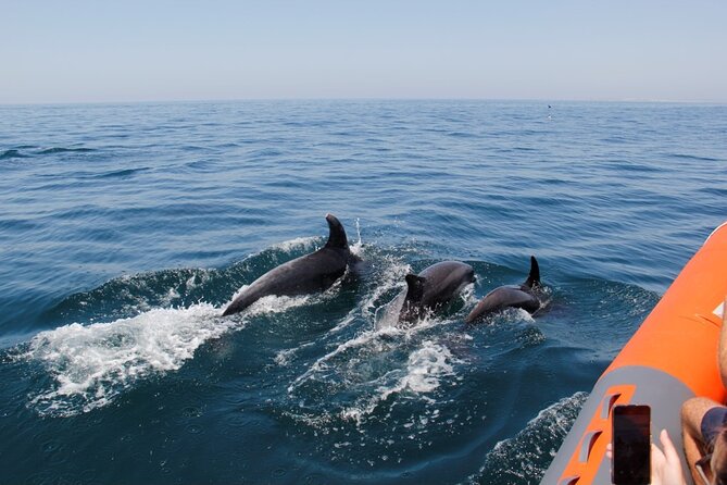 1 dolphin and whale watching in lagos Dolphin and Whale Watching in Lagos