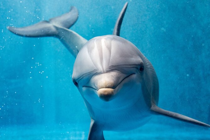 Dolphin House Royal VIP Sea Trip Water Sports Transfer HURGHADA