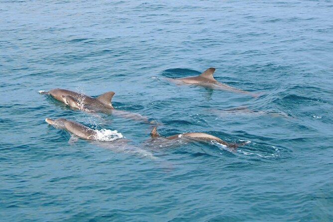 Dolphin : Raya Maiton Island : PhuketKhao Lak