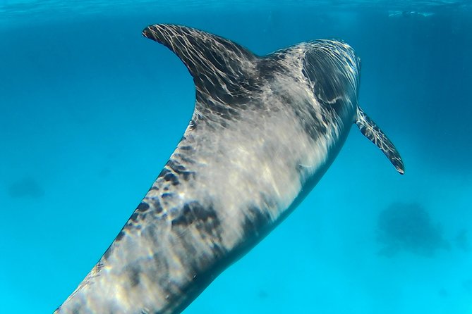 Dolphin Snorkeling Tour From Hurghada, Makadi or El Gouna