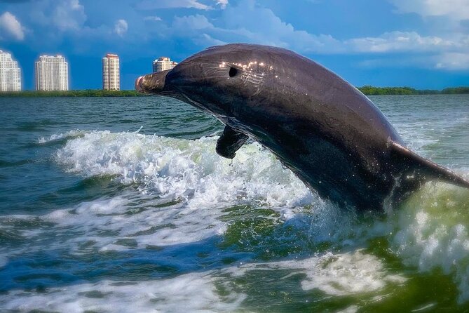 Dolphin Tours – Fort Myers Beach / Naples