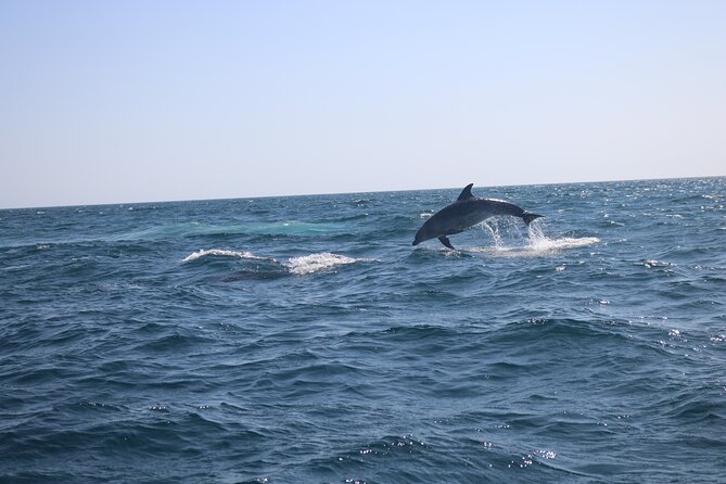 Dolphin Watch & Benagil Caves Boat Tour With Biologist Guide