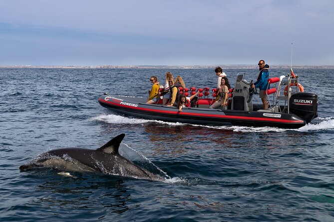 Dolphin Watching Along the Algarve Coast