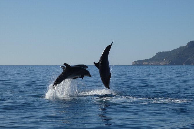 1 dolphin watching and tour in the arrabida natural park Dolphin Watching and Tour in the Arrábida Natural Park