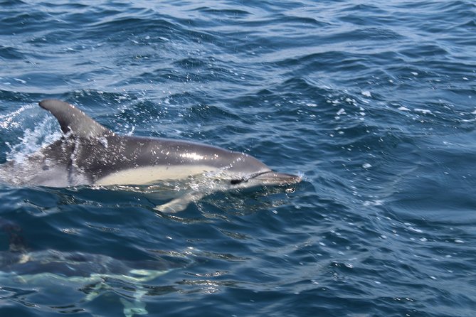 Dolphin Watching From Lagos