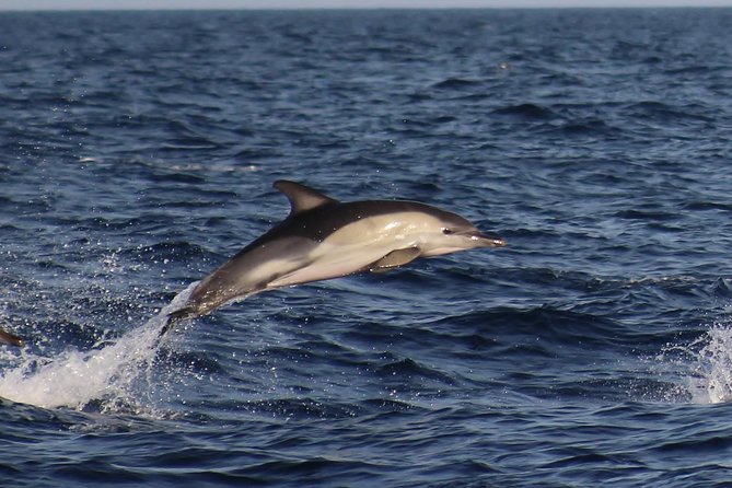 Dolphin-Watching in Marina De Lagos