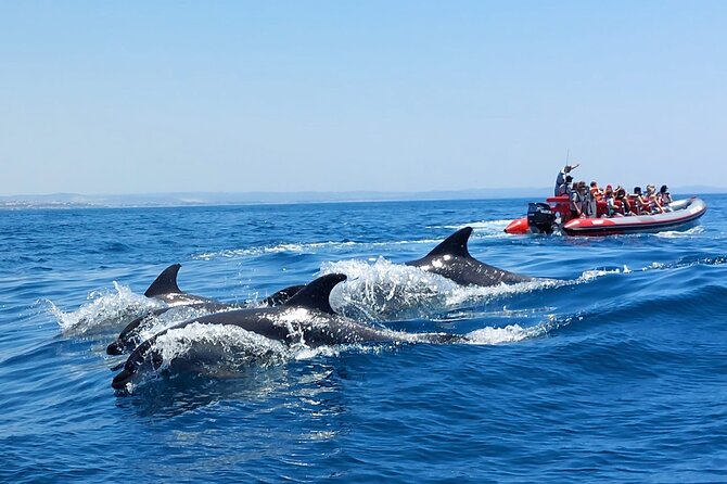 Dolphins and Benagil Caves From Albufeira – Allboat
