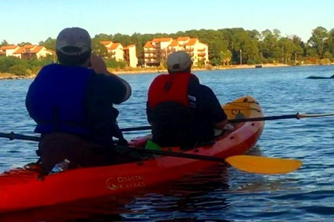 1 dolphins and wildlife kayak experience from gulf shores Dolphins and Wildlife Kayak Experience From Gulf Shores