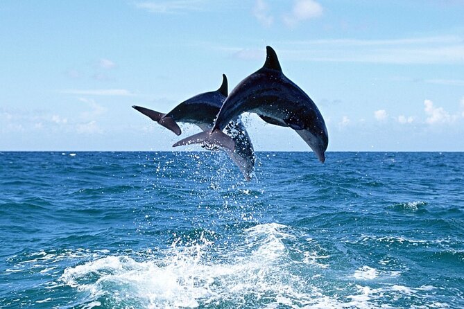 Dolphins Island Cruise